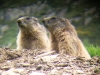 ecogite Vacances famille marmottes